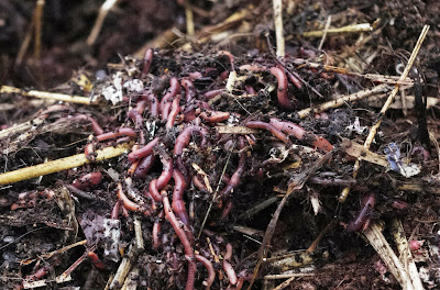 Red Wriggler