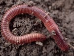 Red Wriggler